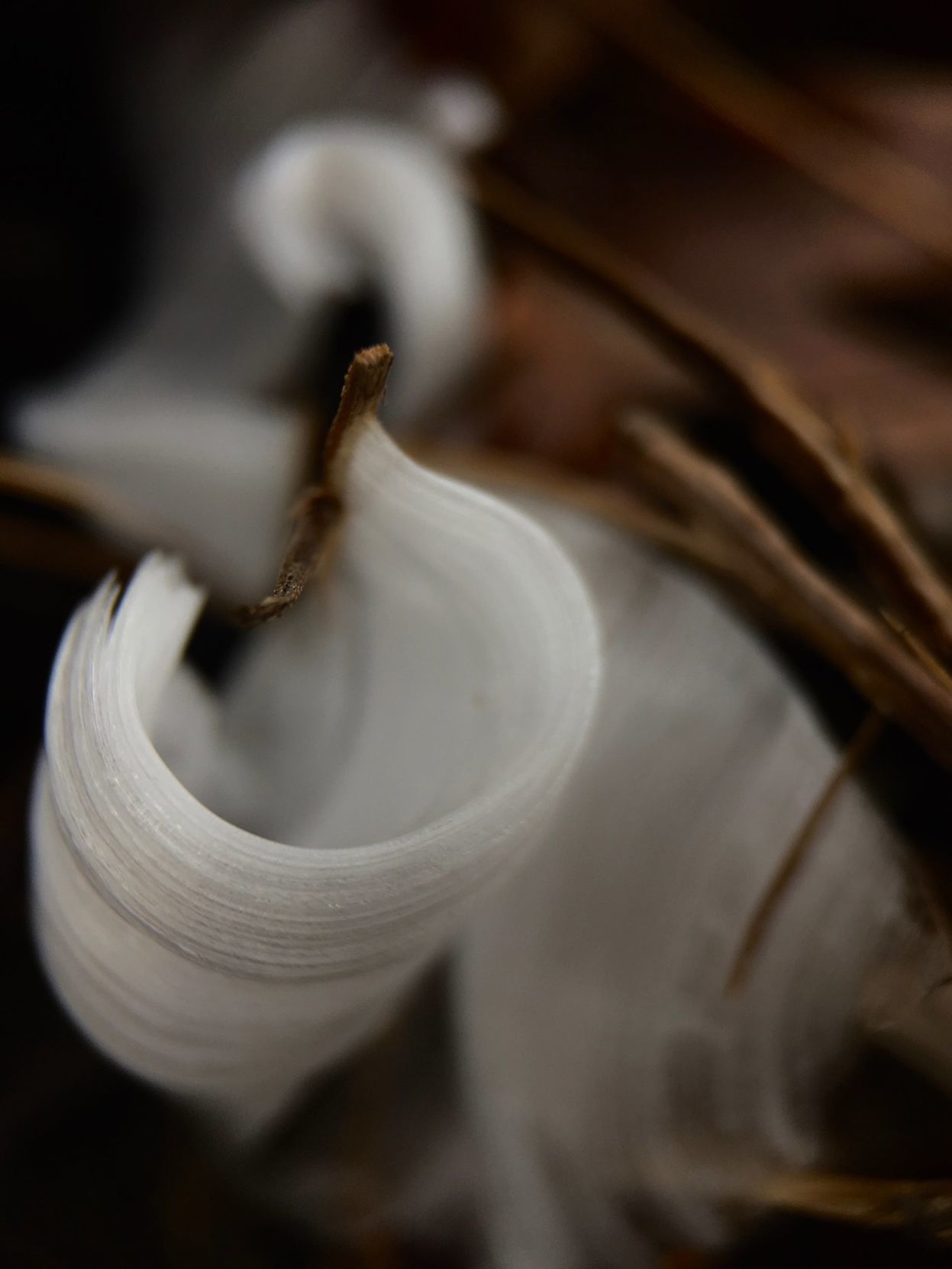 It's that time of year for frost flowers